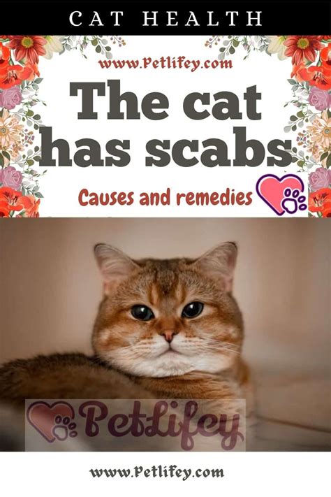 The Cat Has Scabs Causes And Remedies Pet Lifey