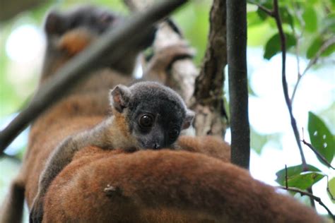 Collared Brown Lemur Project Noah