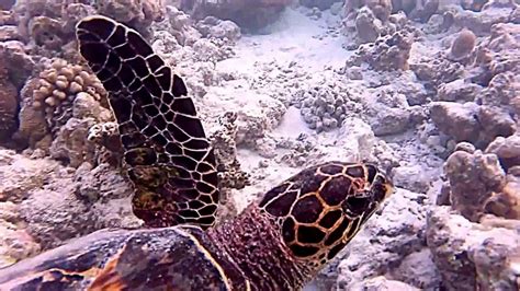 A Turtle Is Eating A Jellyfish Youtube