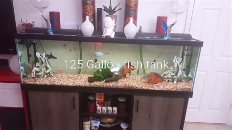 125 Gallon Oscar Fish Tank Youtube