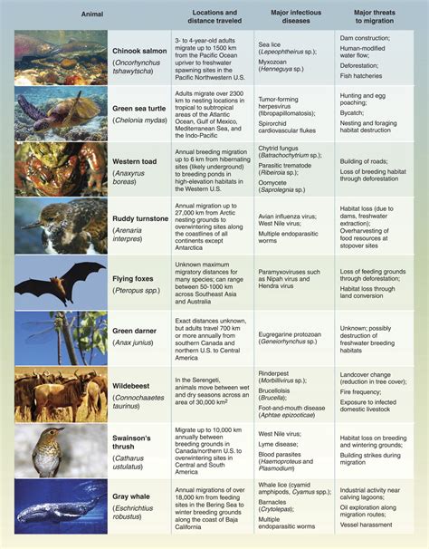 List Of Animals That Migrate