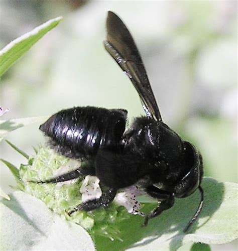 Mountain Mint Bee Megachile Xylocopoides Bugguidenet
