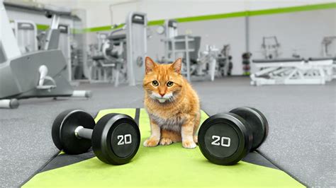 Is Your Indoor Cat Getting Fat Heres How To Get ‘em Moving Sheknows