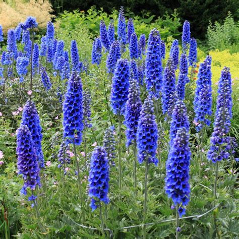 Blue Flowering Perennials 15 Easy To Grow Plants Blue Flowering