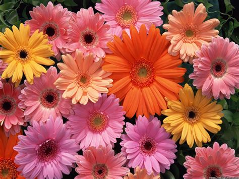 Desktop Wallpapers Flowers Backgrounds Gerbera Daisy