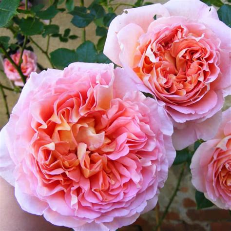 10 Loại Cây Hoa Hồng đẹp Nhất Và Cách Chăm Sóc để Ra Hoa Nhanh