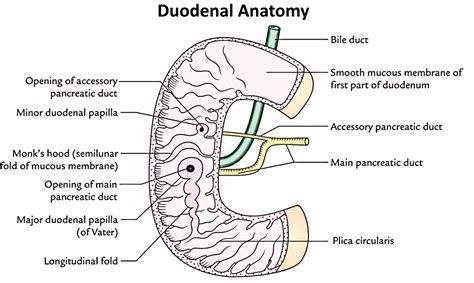 Duodenal Anatomy Duodenal Anatomy Duodenum Gastroenterology Grepmed