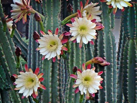 Cereus Repandus Peruvian Apple Cactus World Of Succulents