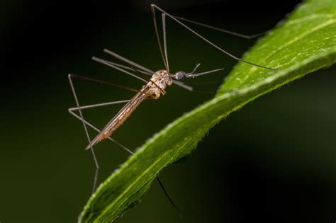 Crane Fly Vs Mosquito How To Tell The Difference Mosquitonix®