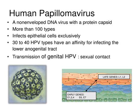Ppt Cervical Cancer Powerpoint Presentation Free