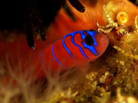 Life Under The Blue Water Blue Banded Goby A Peaceful Sea Creature