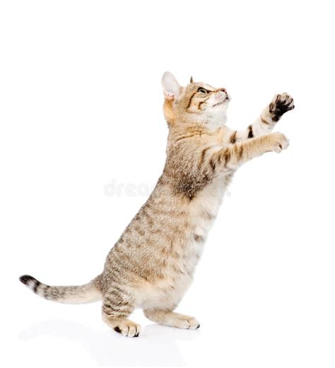 Playful Tabby Kitten Standing On Hind Legs And Looking Up Isolated