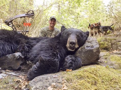 Eight Idaho Fall Bear Hunting Tips Montana Hunting And Fishing