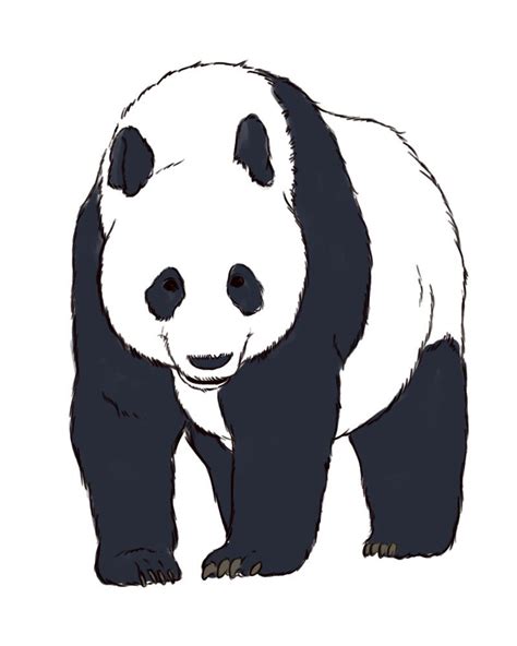 How To Draw Realistic Panda Bears Panda Sketch Panda Art Panda Drawing