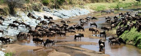 The Stages Of The Great Migration In Serengeti National Park