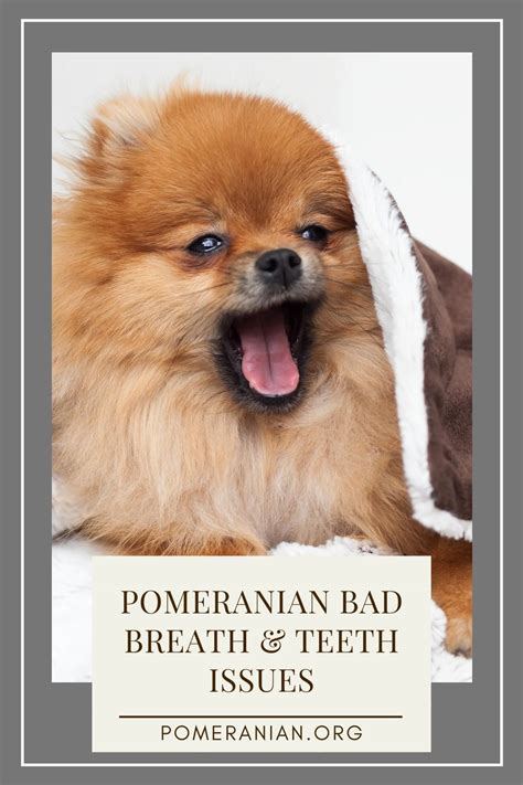 Are Pomeranians Bad For Allergies Pets Lovers