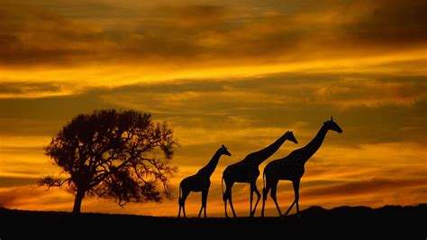 Africa Giraffes Animals Wildlife Sunset Silhouette South Africa