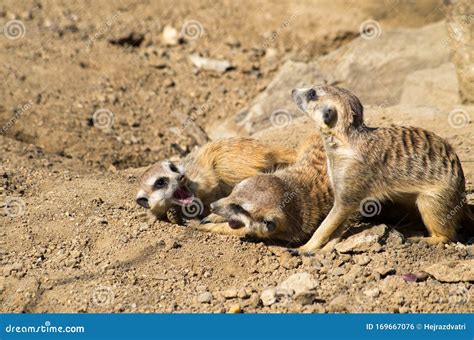 Group Of Young Meerkats Stock Photo Image Of Fighter 169667076
