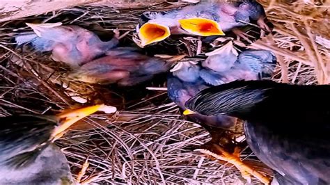 Mother Bird Great Myna Brings The Smallest Food For The Baby To Eat