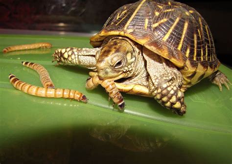 Practical Tips On How To Feed Your Pet What Do Turtles Eat