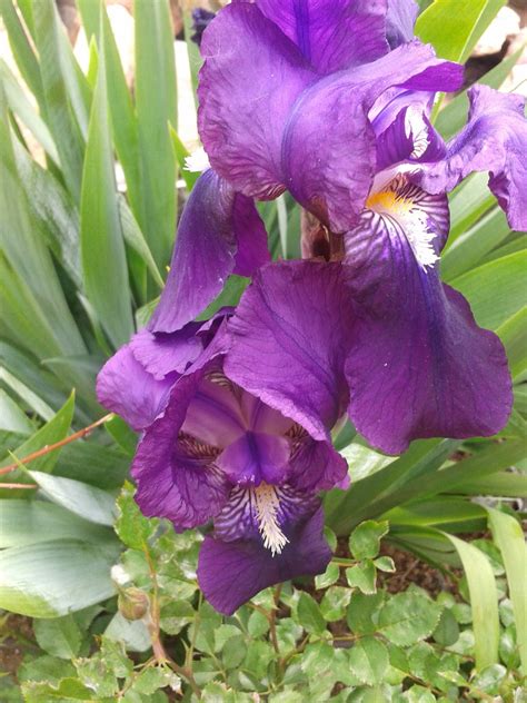 Mil Flores Iris Púrpura Arco Iris