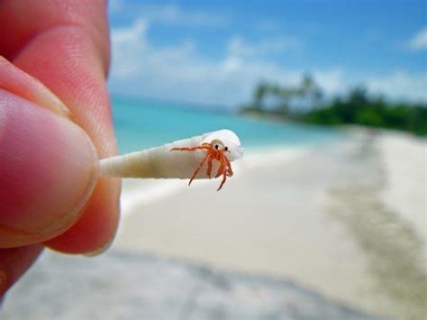 And The Worlds Smallest Hermit Crab Hermit Crab Animals Beautiful