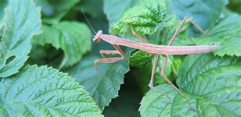 Praying Mantis Care 101 And Why You Should Get Beneficial Praying