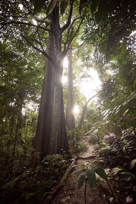 They have rerouted the forest trails to form two 1.5km routes with separate entry and exit points in order to ensure visitors move in a single direction. Taman Tugu (Kuala Lumpur) - 2019 All You Need to Know ...