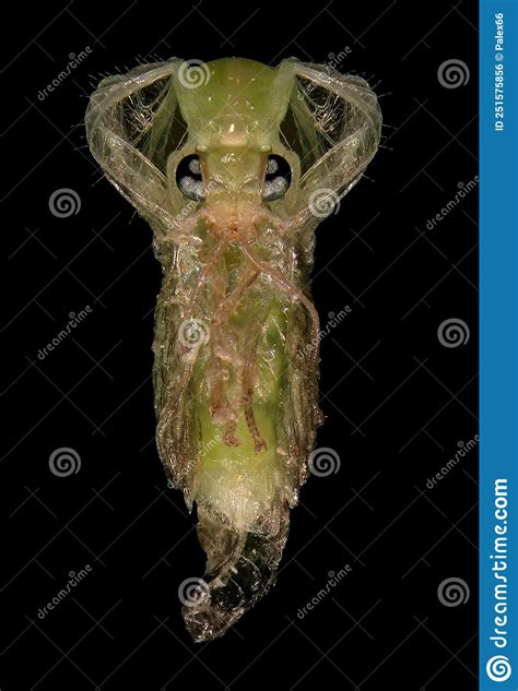 Green Lacewing Pupa Stock Photo Image Of Predator 251575856