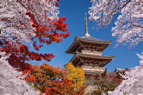 Japanese Researchers Find Way To Replicate Cherry Blossom Magic In Fall