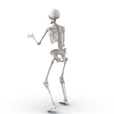 Human Skeletons Rigged Collection 3d Model 199 Max Free3d