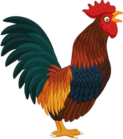 Best Rooster Tail Illustrations Royalty Free Vector Graphics And Clip