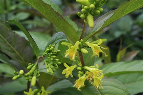 Bush Honeysuckle — Ontario Native Plant Nursery Container Grown
