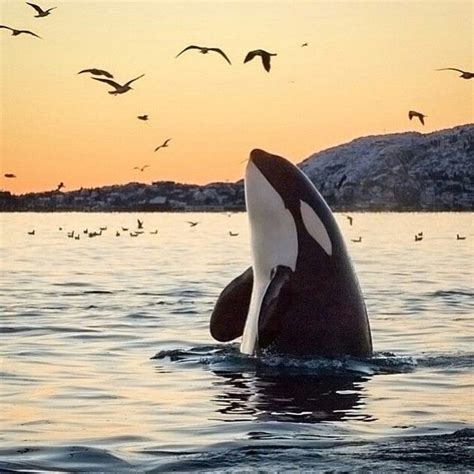 Beautiful Orca Whale Photography By Unknown Ourplanetdaily Dieren
