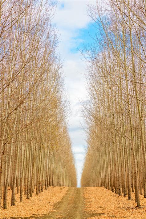 Farmers Access Road Through A Tree Farm Stock Photo Image Of Tree