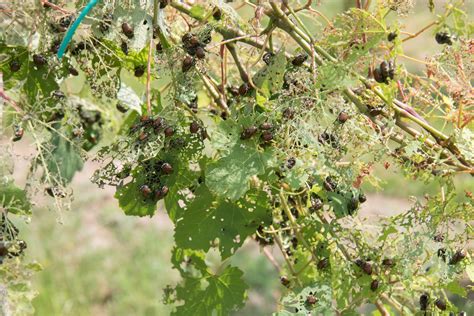 United In The Fight Against Japanese Beetle