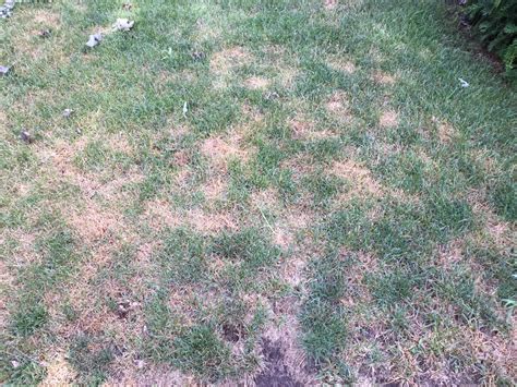 Can Anyone Identify The Cause Of This Yellowing Landscaping And Lawn