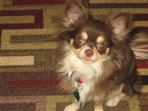 79 Miniature Long Haired Chihuahua Rescue Pic Bleumoonproductions