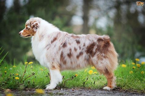 The most important breed characteristics are overall moderation in size and bone, balance with correct proportions, and. Australian Shepherd Dog Breed Information, Buying Advice ...