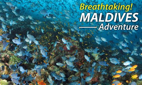 Join Us In The Maldives Walkers Dive Charters