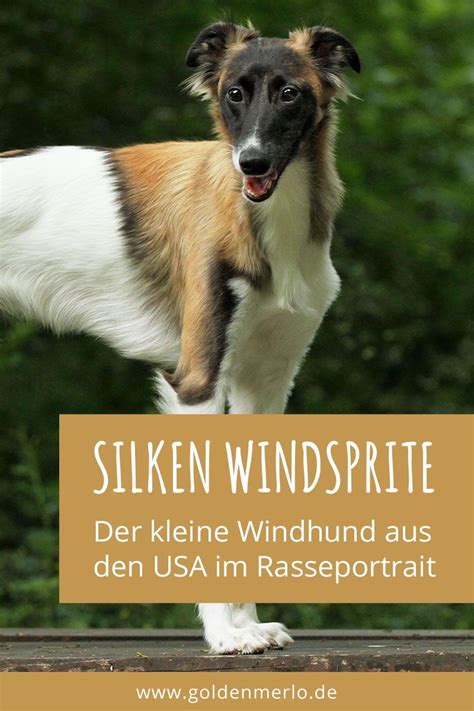 Silken Windsprite Das Musst Du Wissen Zu Charakter Haltung Geschichte Windhund Hunde