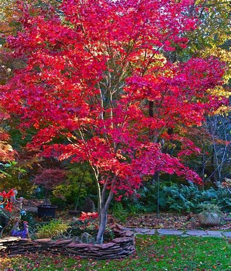 Fireglow Japanese Maple Is One Of The Best Upright Japanese Maple Trees