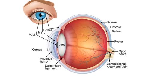 Human Eye And Colourful World Class 10cbsepart2 Eye Defects Youtube