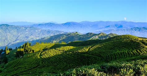 visit ilam and kanyam tea garden nature view