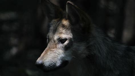 Standards Updated To Confirm Livestock Killings By Arizona Wolves