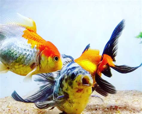 Biggest Goldfish - Largest Goldfish - How Big Do Goldfish Get?