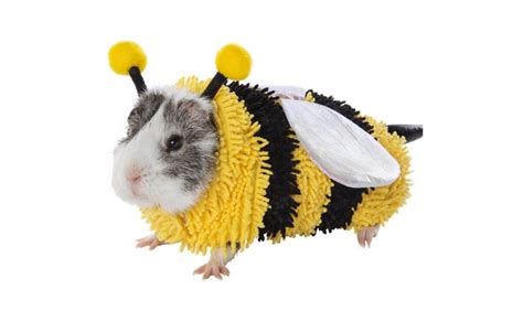 Guinea Pig And Hamster Halloween Costumes Exist And They Are Beyond