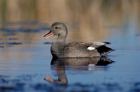 Gadwall — Ducks Unlimited Canada
