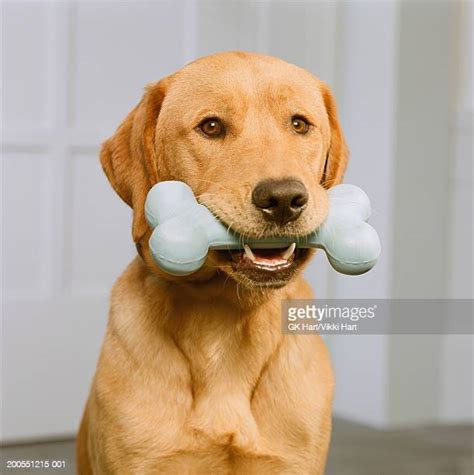Dog Bone Stock Photos And Pictures Getty Images