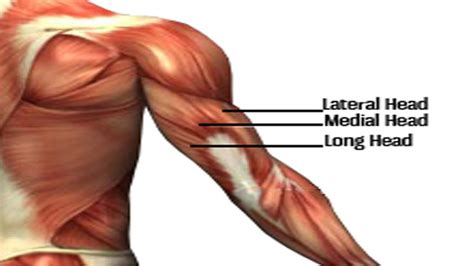 9 Best Tricep Exercises For Mass